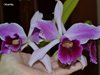 Laelia purpurata var. striata 